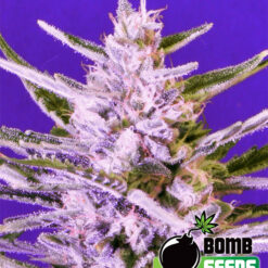 Bomb Seeds ICE BOMB Feminized - Semi Femminizzati