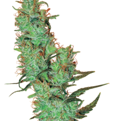 Jack Herer Regolari - Sensi Seeds White Label