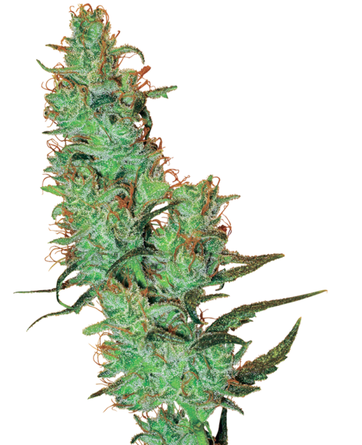 Jack Herer Regolari - Sensi Seeds White Label