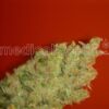 Jack La Mota - Medical Seeds