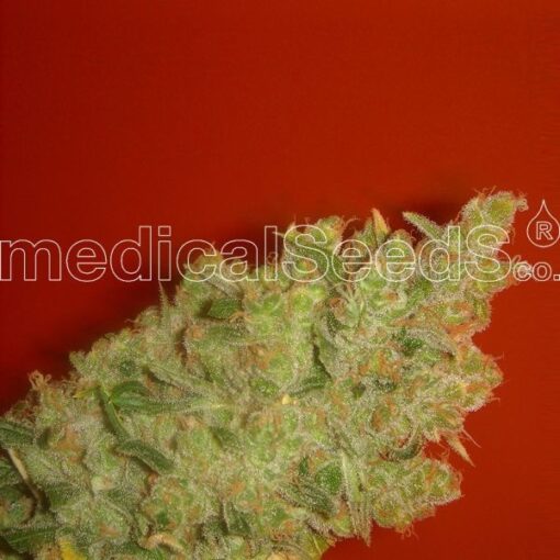 Jack La Mota - Medical Seeds