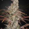 Jack's Dream - Green House Seeds