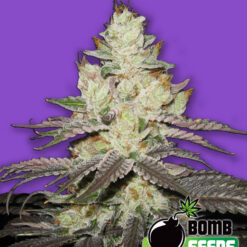 Bomb Seeds KILLER PURPS Feminized - Semi Femminizzati