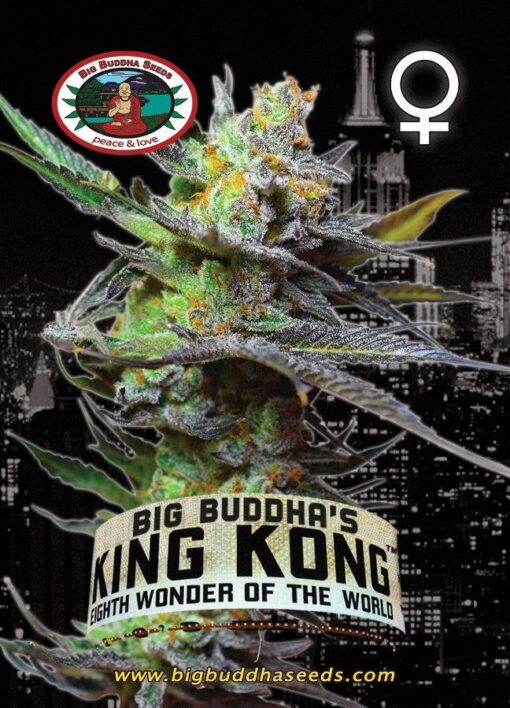 Big Buddha Seeds KING KONG 5 Feminized - Semi Femminizzati