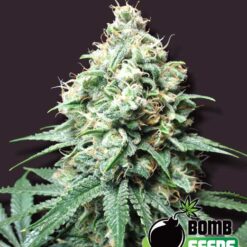 Bomb Seeds KUSH BOMB Feminized - Semi Femminizzati