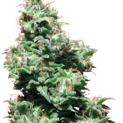 Kali Haze Regolari - Sensi Seeds White Label