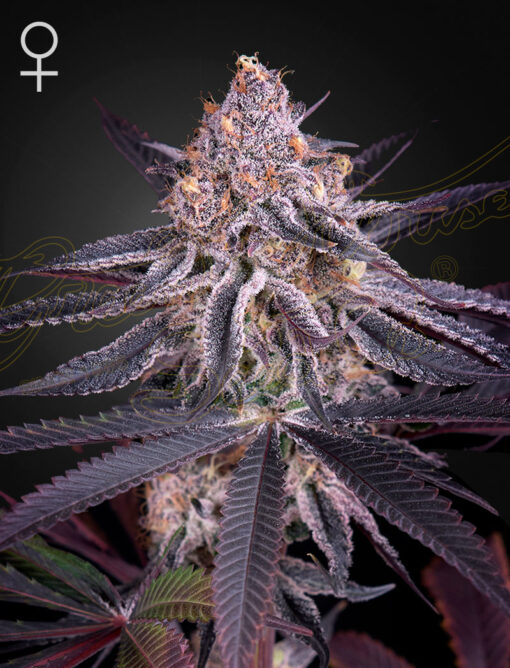 King's Juice Femminizzata - Green House Seeds