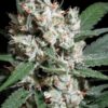 L.A. Amnesia - Paradise Seeds