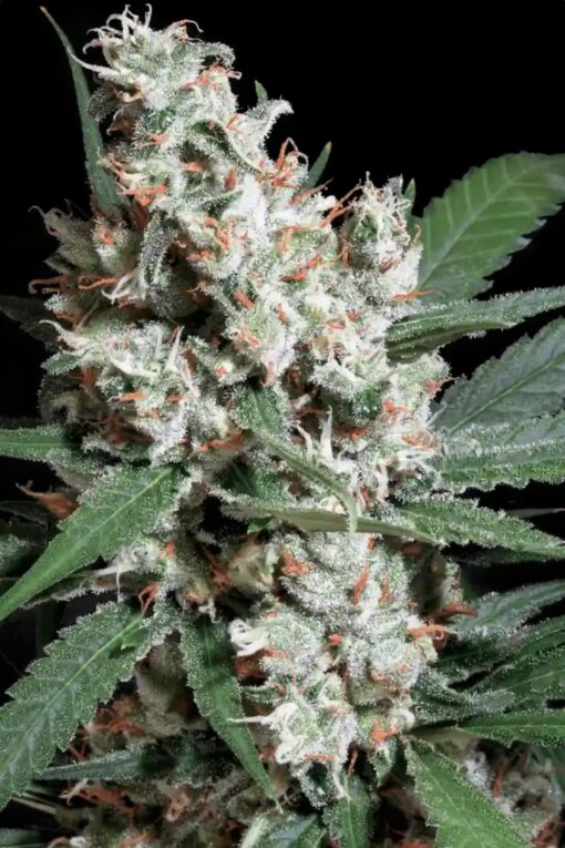 L.A. Amnesia - Paradise Seeds