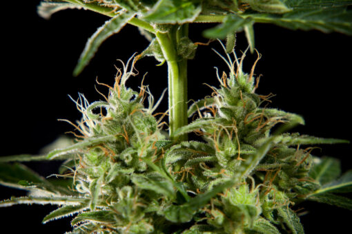 Lemon Auto CBD - Philosopher Seeds