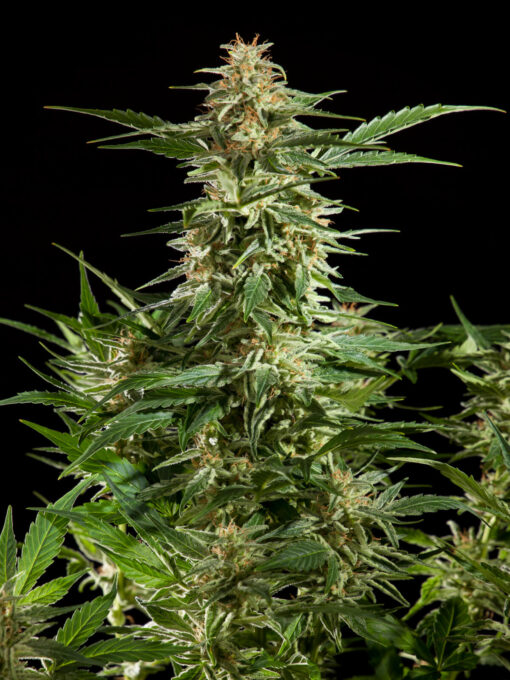 Lemon Auto CBD - Philosopher Seeds