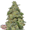 Lemon Cake Femminizzata - Heavyweight Seeds