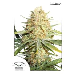 Dutch Passion Lemon Zkittle Femminizzata