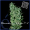 Llimonet Haze - Elite Seeds