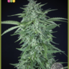 Llimonet Haze Auto CBD - Elite Seeds