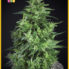 Llimonet Haze Ultra CBD - Elite Seeds