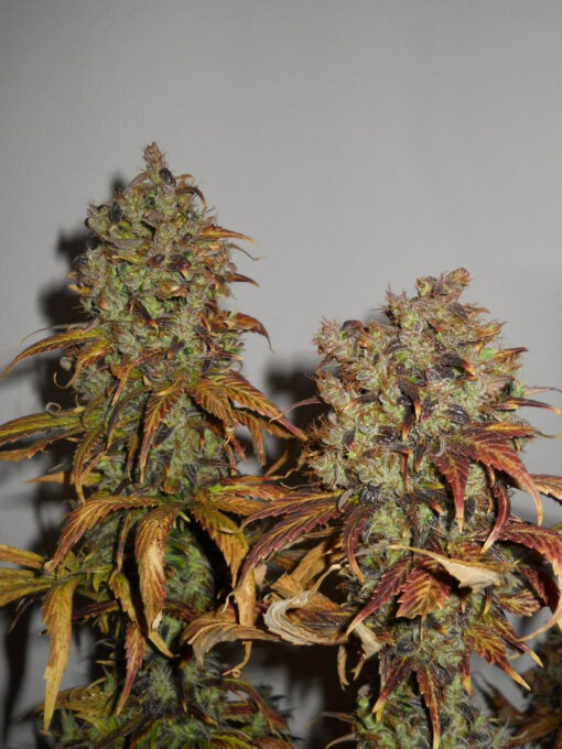 Mango - K.C. Brains Seeds