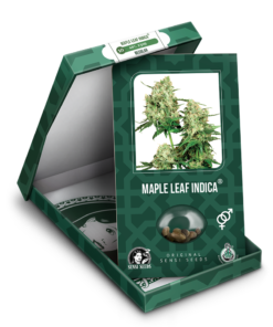 Maple Leaf Indica Regolari - Sensi Seeds