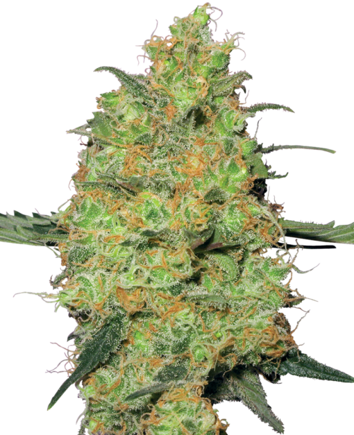 Master Kush Regolari - Sensi Seeds White Label