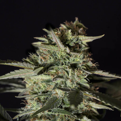 Medizinal CBD Genehtik Seeds Semi Femminizzati