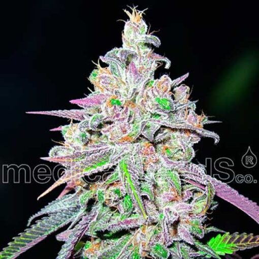 Mendocino Chanel Kush - Medical Seeds