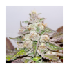 Mendocino x Purple Kush - Medical Seeds