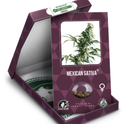 Mexican Sativa Femminizzati - Sensi Seeds