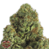 Midnight Mass Femminizzata - Heavyweight Seeds