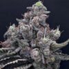 Mob Boss - Anesia Seeds