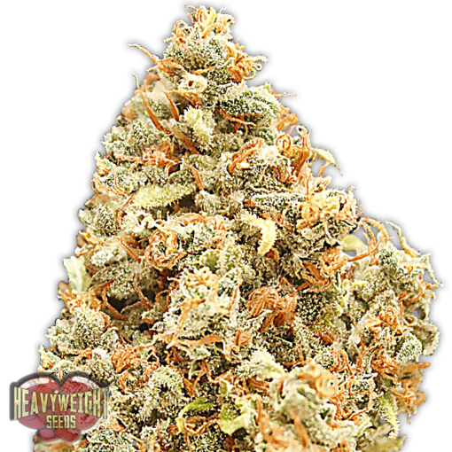 Monster Profit Femminizzata - Heavyweight Seeds