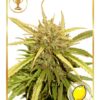 Mr Sugar Lemon Haze Femminizzata - Mr. Hide Seeds