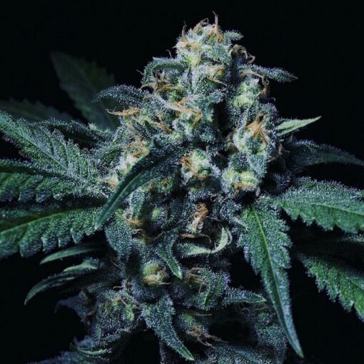 Negra 44 - R-kiem Seeds