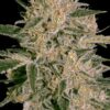 Nebula II CBD - Paradise Seeds