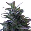 Ace Seeds Nepal Mist Regolare