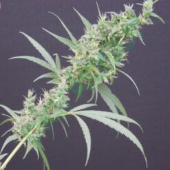 Neville's Haze Mango - Mr. Nice Seedbank