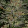 Nordle - Mr. Nice Seedbank