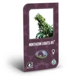 Northern Lights #5 X Haze Femminizzati - Sensi Seeds