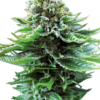 Sensi Seeds Northern Lights Semi Autofiorenti