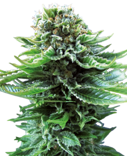 Sensi Seeds Northern Lights Semi Autofiorenti