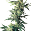 Northern Lights Femminizzati - Sensi Seeds