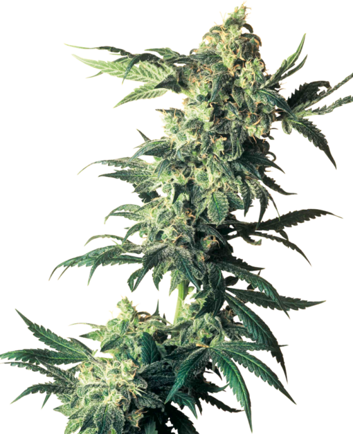 Northern Lights Femminizzati - Sensi Seeds