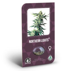 Northern Lights Femminizzati - Sensi Seeds