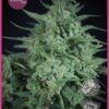 Novarine Clasica THCV - Elite Seeds