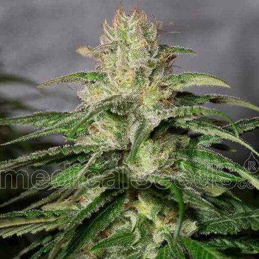 OG Kush CBD - Medical Seeds