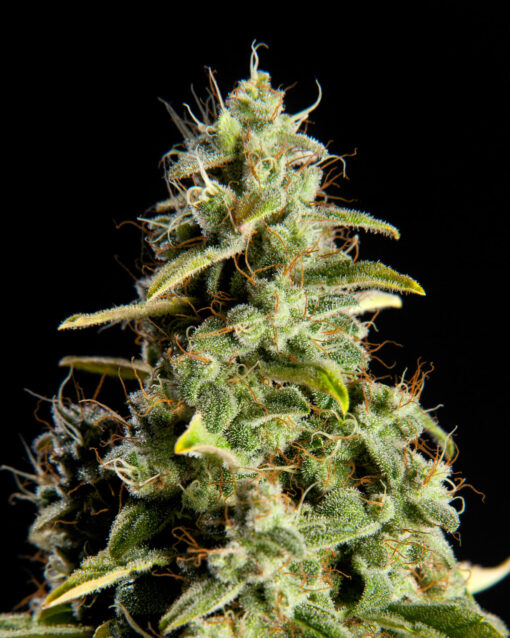 Orange Candy - Philosopher Seeds