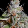 Original Cheese - Paradise Seeds