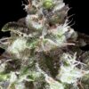 Original White Widow - Paradise Seeds