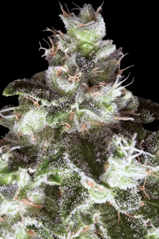 Original White Widow - Paradise Seeds