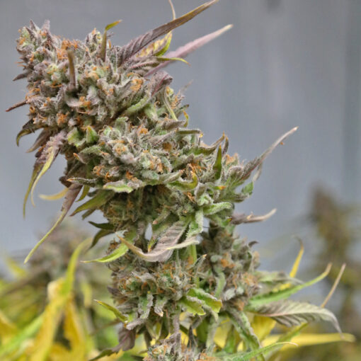 Barney’s Farm PEYOTE COOKIES Semi di Cannabis Femminizzati