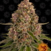 Barney’s Farm PINK KUSH Semi di Cannabis Femminizzati